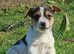 Traditional smooth coated jack Russell pups