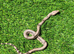 Baby motley boas