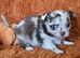 Long haired Chocolate & Chocolate Merle puppies