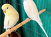 Pair 9 week old baby budgies available home reared