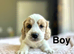 Cockapoo puppy ready to leave us from 30th June