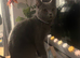 Male And Female British Shorthair
