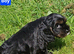 Beautiful cockapoo x cavalier puppies for sale