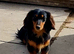 Miniature dachshund