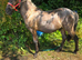 Beautiful Dun Yearling