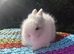 STUNNING TEDDYDWERG BABIES- PARENTS IMPORTED FROM EUROPE