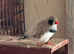 Zebra baby finch