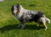 Blue Merle female