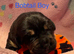 Boxweilers Puppies