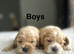4 boys , 2 girls still looking for there family’s
