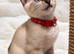 TICA Registered Bengal snow 5 Generation Pedigree