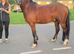 Welsh section c gelding 4 year old