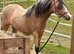 Super smart cob