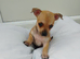 Mini little jack russell