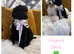 Standard poodle pups