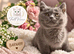 Stunning GCCF BSH Kittens Ready Now