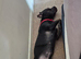 Rocco staff x cane corso 2 years old collection cullompton only