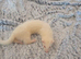 Nipped albino female ferret for sale