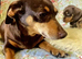 Miniature Dachshund puppies for sale