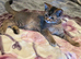 British shorthair x kitten