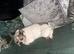 4yo French Bulldog