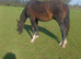 Irish sports horse yearling