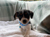 Jack rustle terrier