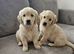 Golden retriever puppies