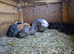 Cute Guinea pigs