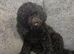 Poodle