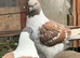 A pair ofVery nice colour and very good quality and good healthy Modena pigeon