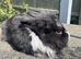 Lionhead buck looking for forever home