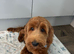 8 Month Old Red Male