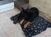 11month old Germanshepherd forsale