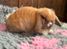 Stunning Mini Lop Buck- Ready to Leave Now