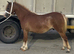 3 year old filly