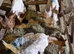 3 lovely wethers for sale