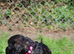 Gorgeous Schnocker puppies