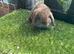 Chocolate mini lop baby rabbits boys