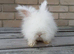 Angora bunny