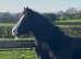 12hrs beautiful pony for loan