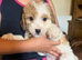Poogles beagle x mini poodle