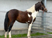 Stunning Yearling Part-bred Skewbald Filly