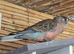 Bourkes 2 pairs