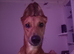 Bambi the lurcher