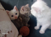 2 beautiful white fluffy kittens and one grey tabby