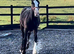 "Traditional black cob to mature to 15.2hh