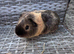 Young boars now &pound;15 the pair