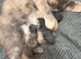 TICA Registered Maine Coon Kittens. Delivery it's available!