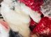 Beautiful Bunny for sale, male